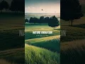 Create a Calming Nature Scene with Moving Grass and Trees After Effects Tutorial