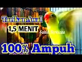 Download Lagu Lovebird Gacor Ngetik Lanjut Ngekek Panjang Durasi 1,5 Menit. 100% Pancingan Ampuh.