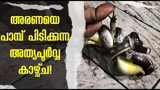 അരണയെ പാമ്പ് പിടിക്കുന്ന അത്യപൂർവ്വ കാഴ്ച്ച | Snake catching a salamander.