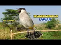 Download Lagu Suara Burung KUTILANG GACOR, Ngamuk Menekan Lawan || Burung Kutilang Lain Auto Emosi dan Gacor