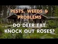 Do Deer Eat Knock Out Roses