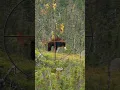 Download Lagu Where to Shoot a Moose with a Gun | Hunting Tips #animals #moose #hunting #howto