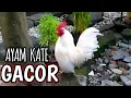 Download Lagu AYAM KATE GACOR rajin Berkokok