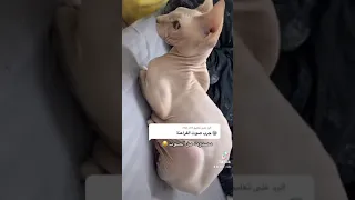سفينكس  فرعوني دندنها