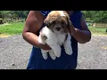 SURPRISE PUPPY DELIVERY SHIH TZU POODLE MIX