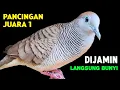 Download Lagu Suara Burung Perkutut Gacor Ampuh Untuk Masteran Dan Pikat 
