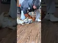 Download Lagu Owner Get Surprise Reaction 😱 While Training Aggressive Dog Rage Into Trust 🤯 #shorts #pets #dog