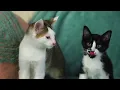 SuperKitties In REAL Life! | Come On and Roll | Music Video | @disneyjr