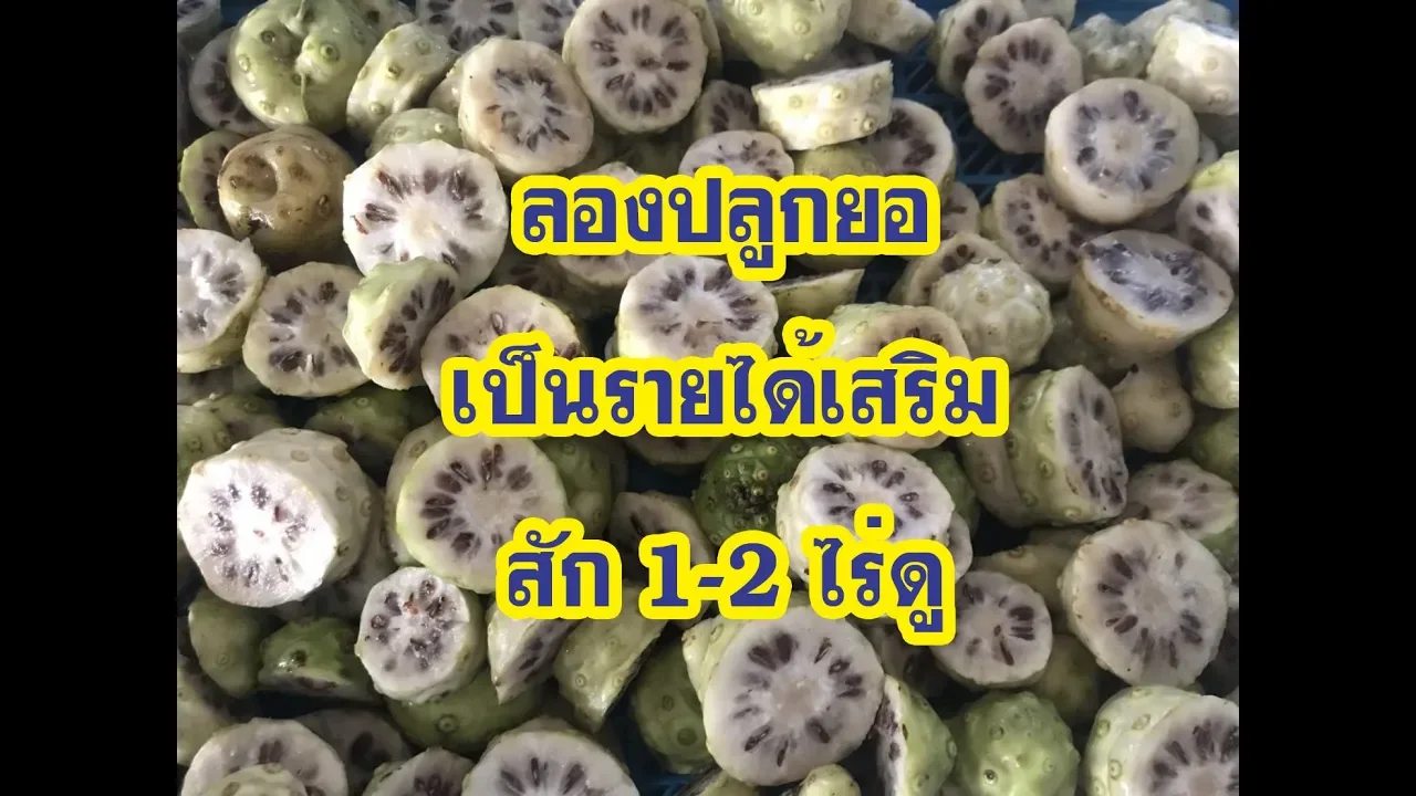 ร้านอาหารชมจันทร์ ซีฟู๊ด เกาะยอ