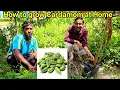 Grow Cardamom at home very Easily. Elachi growing secret tips