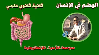أحياء ثاني ثانوي الهضم في الإنسان 