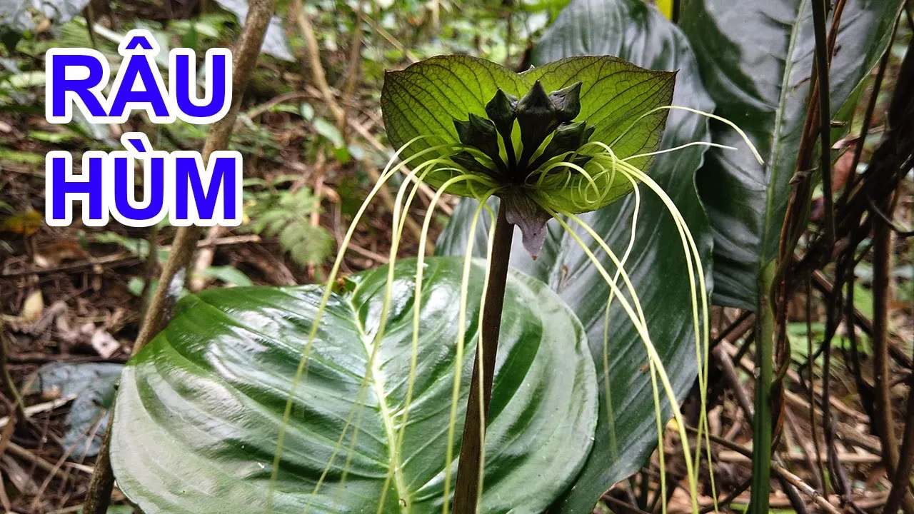 Hành Trình Đi Lấy Lan Rừng Trên Ngọn Núi Cao - Tập 1 - Gặp cây Râu Hùm