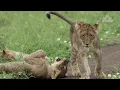 Born in Exile: The Lion Who Returned As King | Wildlife Documentary