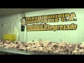 Alimentos para animales ABA