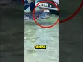 Download Lagu Mengapa akhir akhir ini Ikan Oarfish muncul kembali, pertanda apakah? #shorts #fyp #ikan