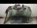 Download Lagu Cara menjebak tikus dengan tabung plastik terbaik | Perangkap tikus paling efektif