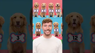 Find Your Dog, Win $10,000