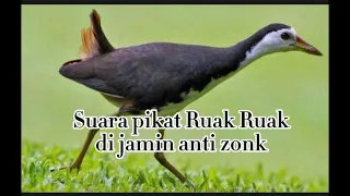 Download Suara pikat ruak ruak di jamin anti zonk MP3