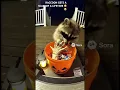 Download Lagu RACCOON GETS A SCARE OF A LIFETIME 😆😭 #raccon #funnyvideo #funny #animal #halloween #prank #sora