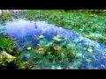Video di Monet's Pond, Seki City, Japan.