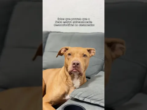 QUEM CASOU FUI EU 🙂‍↕️ #pitbull #cachorros #pets #humor #casamento #noivos #cachorrosdivertidos