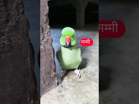 mummy Mitthu bete 😍 मम्मी को बुलाने वाला तोता 🦜 #shorts #mummy #mitthu #parrot #parrotsound
