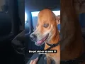 Who Bonked My Dog With A Cartoon Hammer