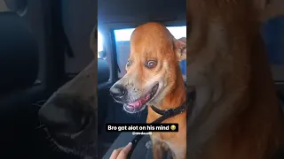 Who Bonked My Dog With A Cartoon Hammer