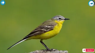                     أفضل صوت ذعرة صفراء  صفيدية  دندنها