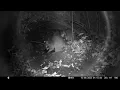Trailcam 035 Racoon Feeding Time! Part5