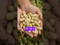 Download Lagu Kandungan Nutrisi dalam Kacang Tanah #kacangtanah  #short