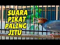 Download Lagu AMPUH !!! TERBUKTI UNTUK PIKAT PRENJAK TAMU PALING AMPUH SUARA JERNIH KERAS DAN ALUNAN ENAK