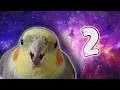 10 MIN OF DANK BIRB MEMES