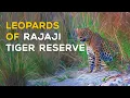 Download Lagu Leopards of Rajaji Tiger Reserve 2023 (Uttarakhand) - 4K Video Hindi | हिन्दी
