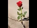 The Rose Bette Midler With Best Version