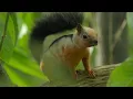The Squirrel follows the Sloth for Food Prehistoric Planet Ice Age clip with captions