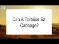 Can A Tortoise Eat Cabbage
