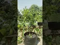 Download Lagu Lemon tree! Beautiful addition to the garden easy to grow and maintain in the Uk! 🇬🇧