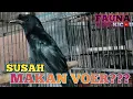 Download Lagu TIPS CEPAT MENGEVOERKAN BURUNG SRIGUNTING