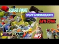 Download Lagu PIKAT BURCIL KOMBINASI SOGON RIBUT DAN  RIBUT MP3 ANTI ZONK SUARA JERNIH