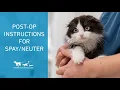 How to care for your pet after surgery