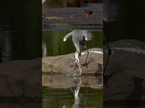 Heron vs Fish: The Art of the Strike
