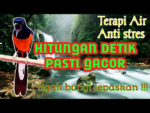 Download MP3 AMPUH TERAPI SUARA AIR UNTUK PANCINGAN murai batu