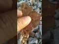 Download Lagu indah kupu kupu Indonesia||The Beauty of Indonesian Butterflies