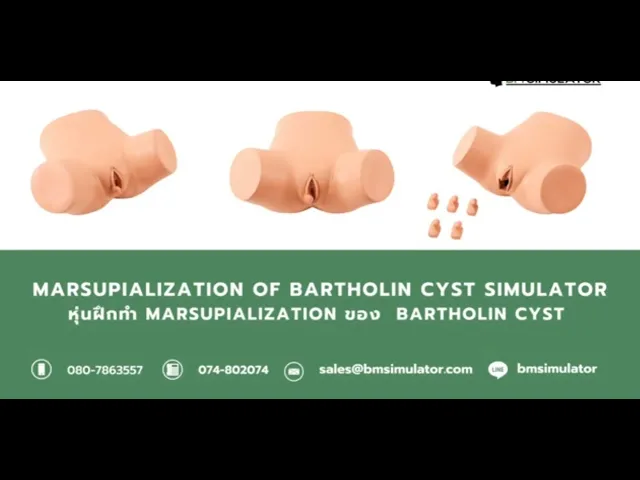 OG026 หุ่นฝึกผ่าฝีต่อมบาร์โธลิน (Bartholin  Cyst )