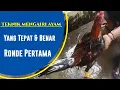 Cara Mengairi Ayam yang Baik dan Benar di Ronde Pertama