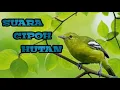 Download Lagu suara burung cipoh/sirtu hutan.cocok buat mikat di alam liar