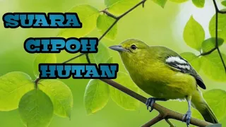 suara burung cipoh sirtu hutan cocok buat mikat di alam liar