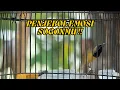 Download Lagu LIVE SOGON GACOR PENJEBOL EMOSI SOGONMU  ‼️99 % NYAUT NGLEPER