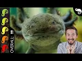 Axolotl The Best Pet Amphibian